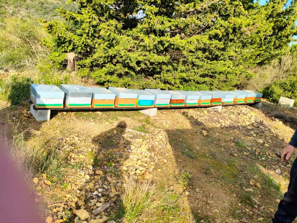 Ruches du Rucher de Quentin dans les Corbières